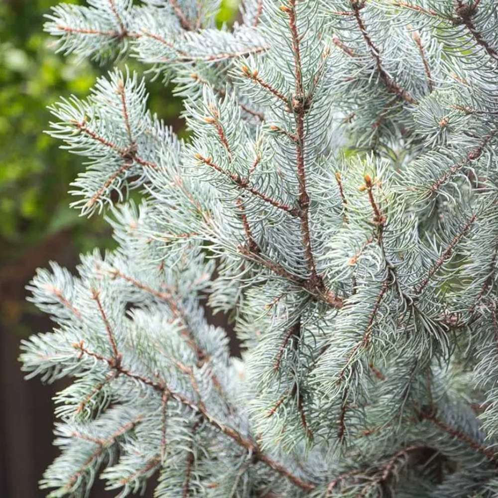 Molid Argintiu Fat Albert