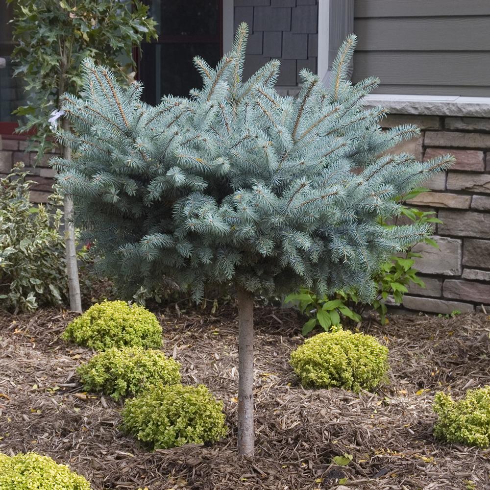 Molid Argintiu Globosa - Tip Copac