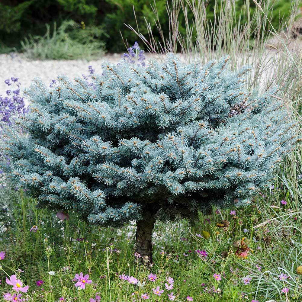 Molid Argintiu Globosa - Tip Copac