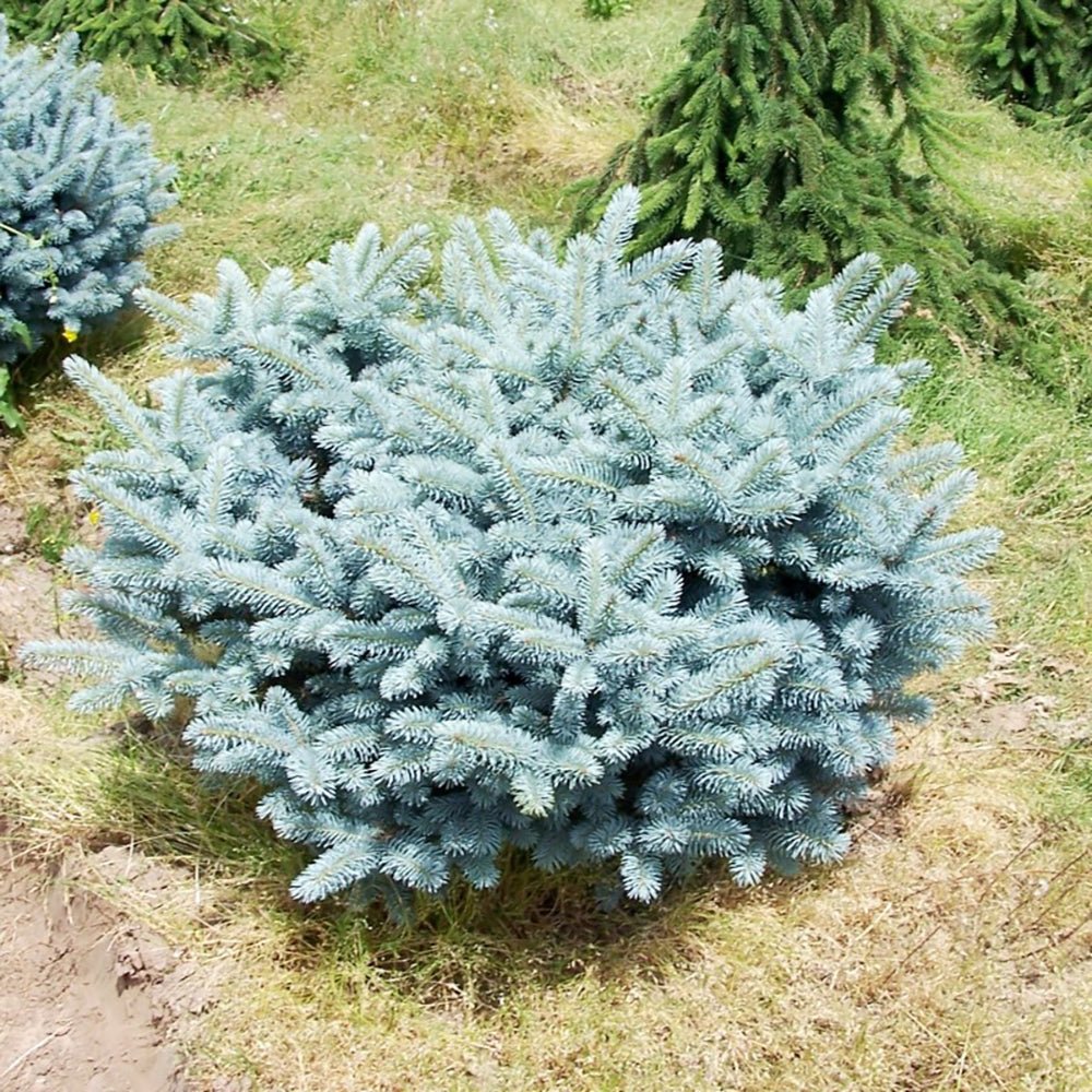 Molid Argintiu Globular (Glauca Globosa)