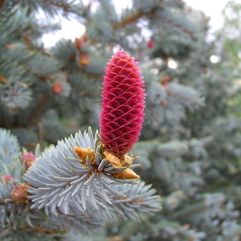 Molid Argintiu Hoopsii