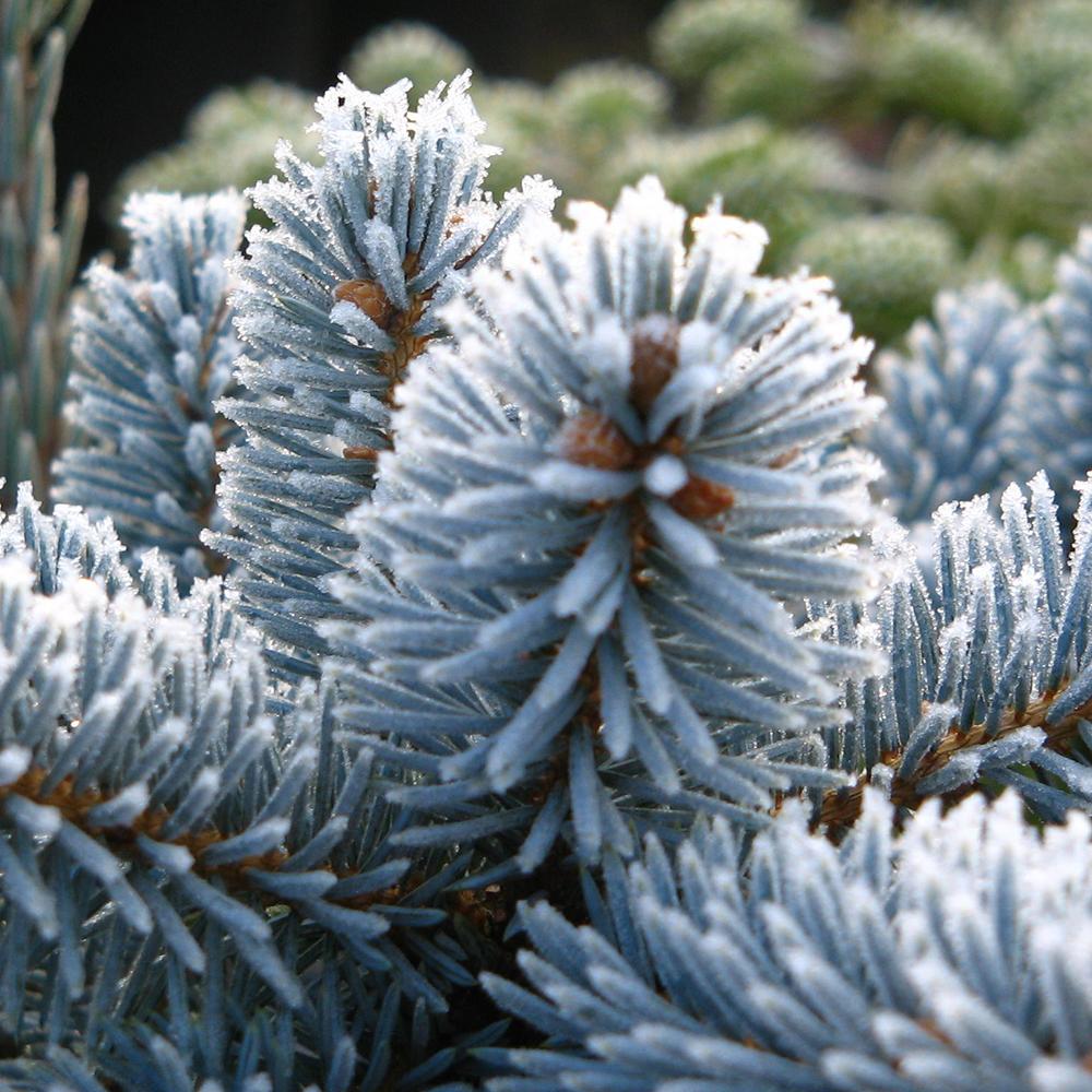 Molid Argintiu Hoopsii