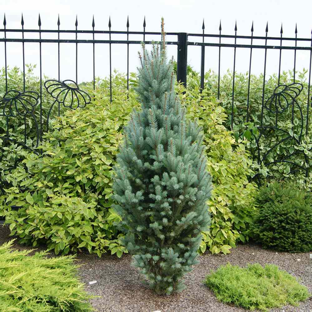 Molid Argintiu Iseli Fastigiate