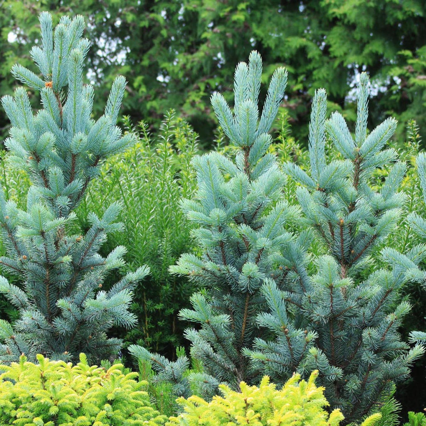 Molid Argintiu Iseli Fastigiate