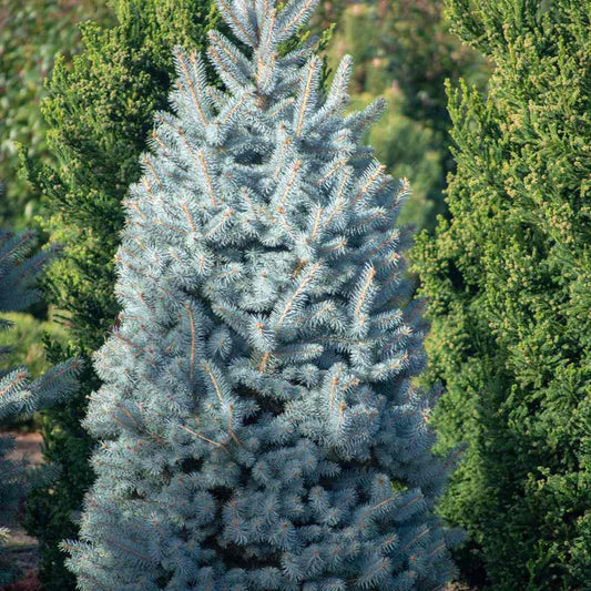 Molid Argintiu Iseli Fastigiate