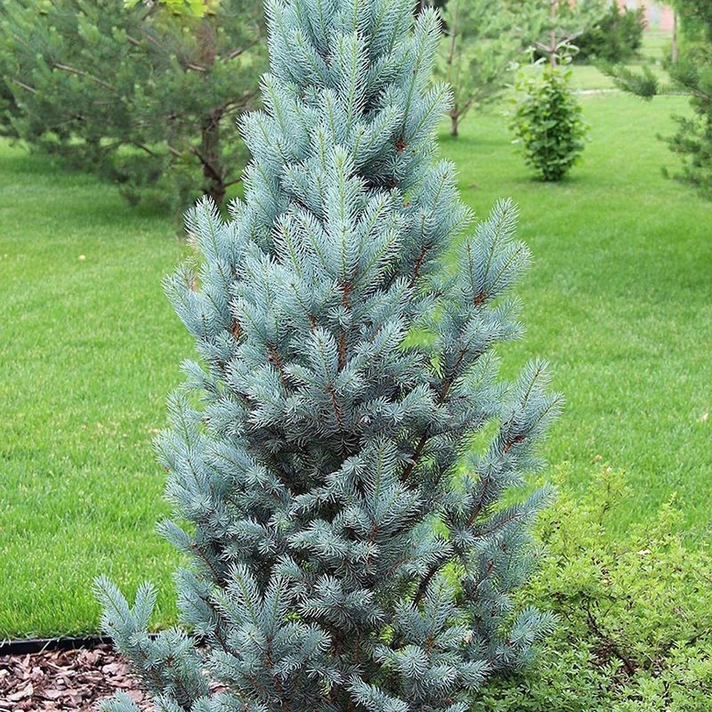 Molid Argintiu Iseli Fastigiate