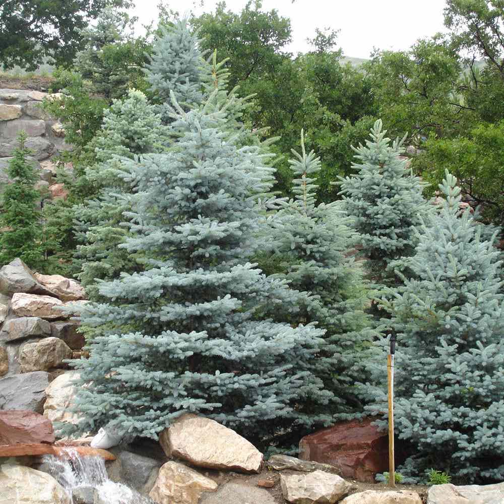 Molid Argintiu Koster