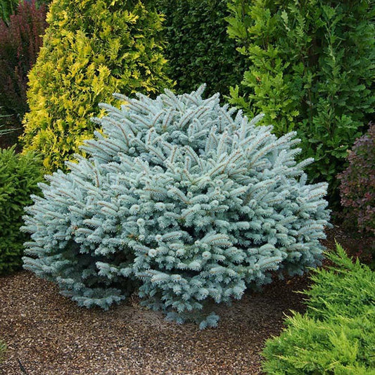 Molid Argintiu Pitic Glauca Globosa