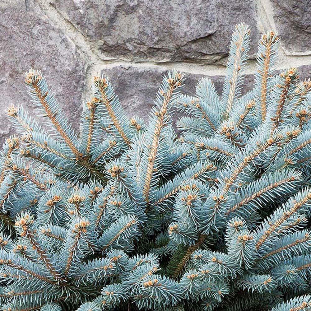 Molid Argintiu Pitic Glauca Globosa