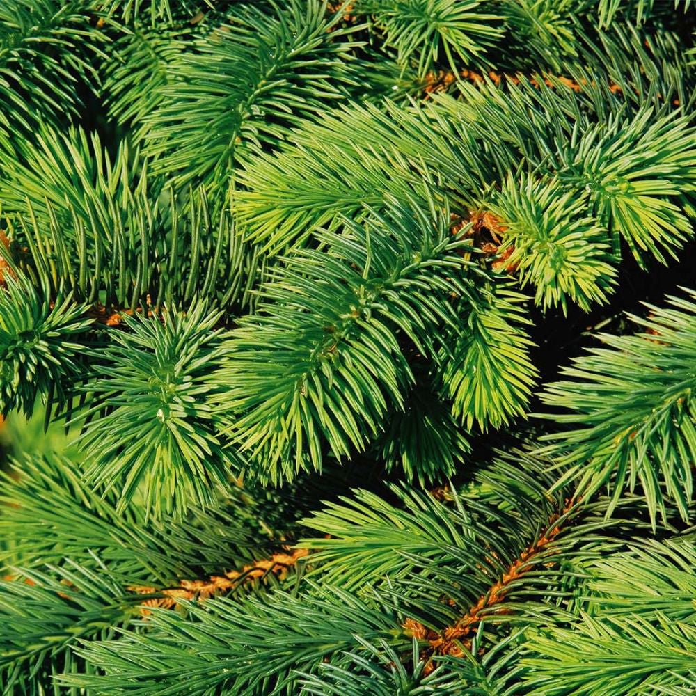 Molid Canadian Super Green