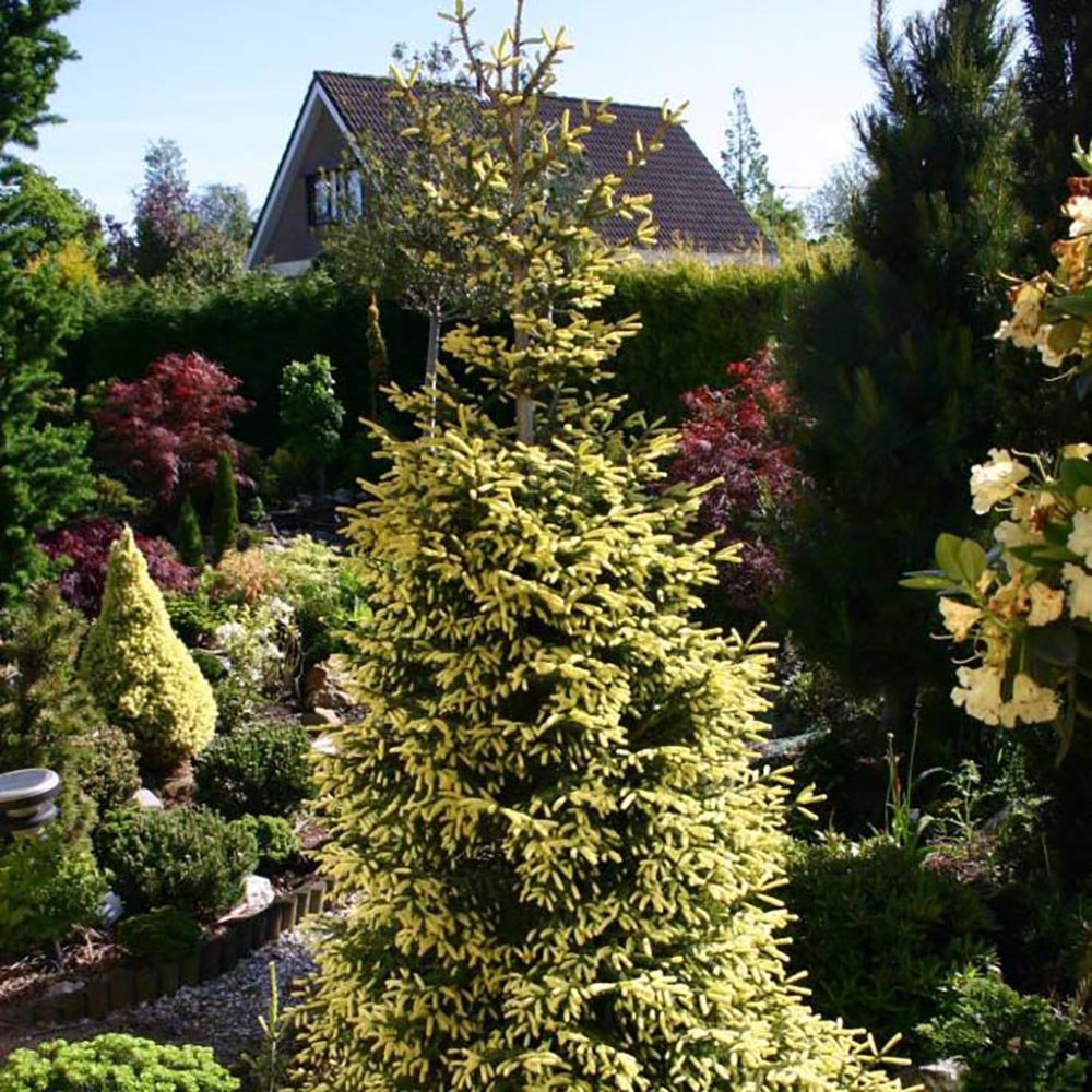 Molid Caucazian Auriu