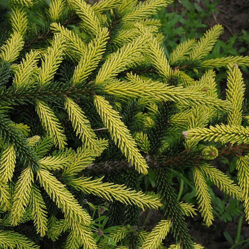 Molid Caucazian Auriu