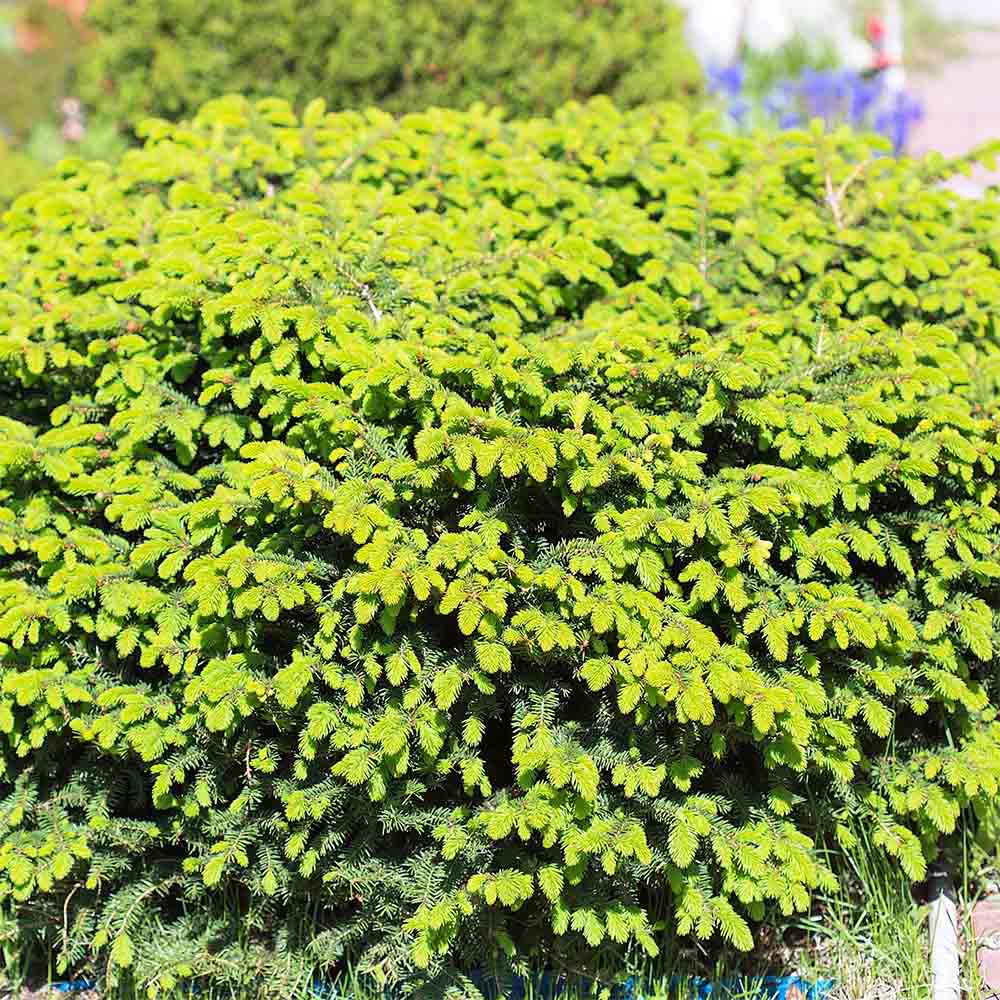 Molid Pitic Compact Nidiformis