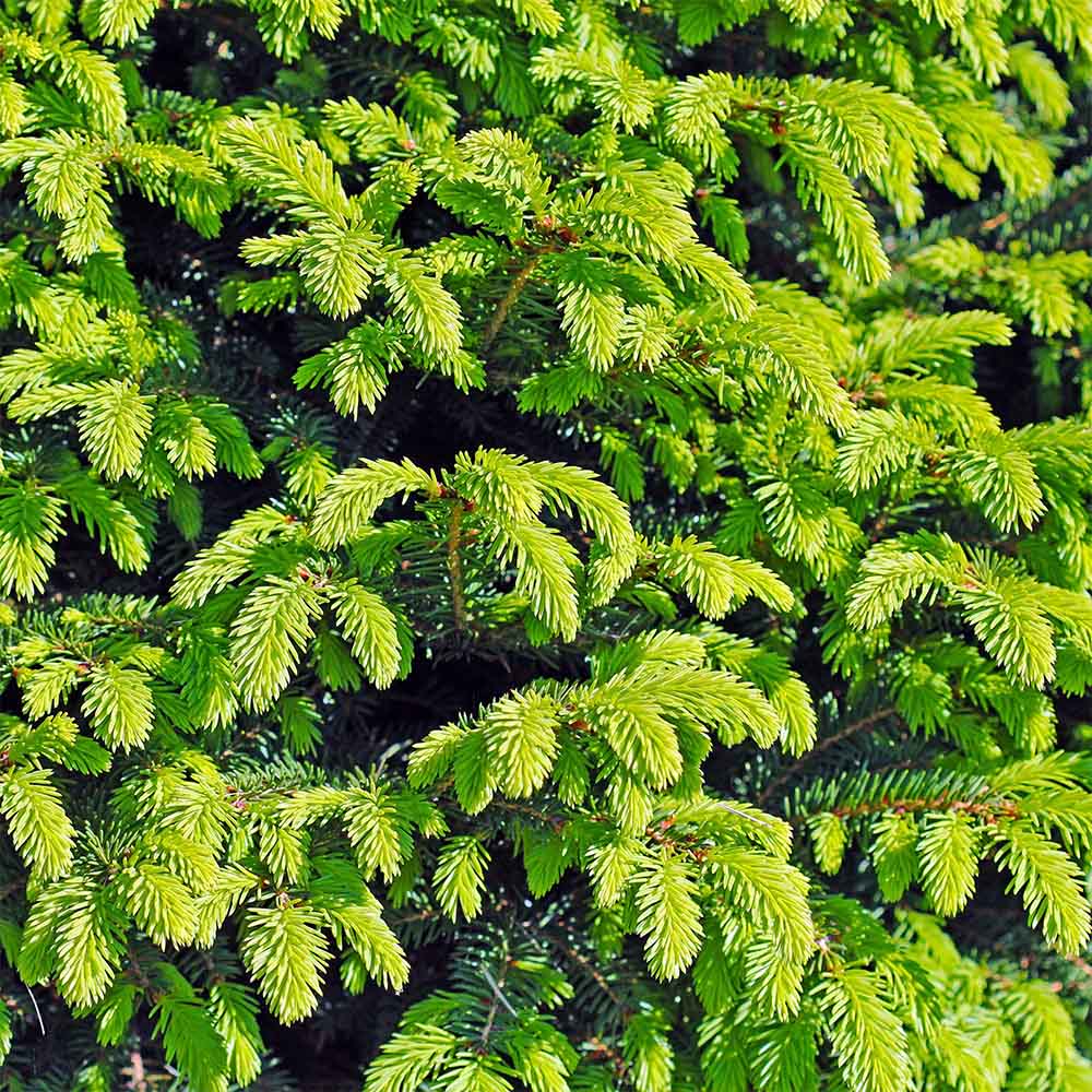 Molid Pitic Compact Nidiformis