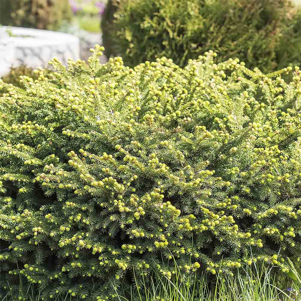 Molid Pitic Compact Nidiformis