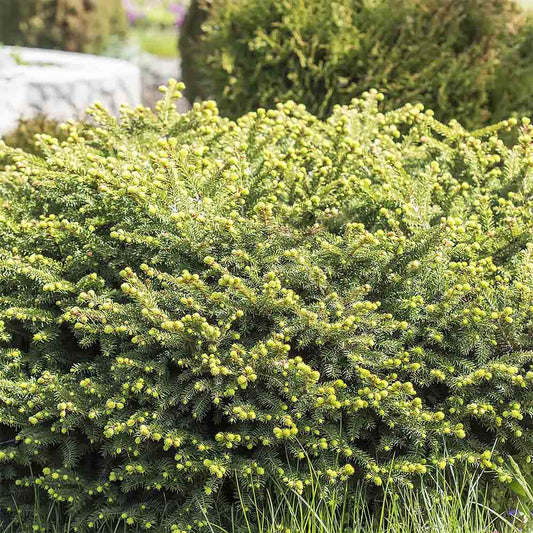 Molid Pitic Compact Nidiformis