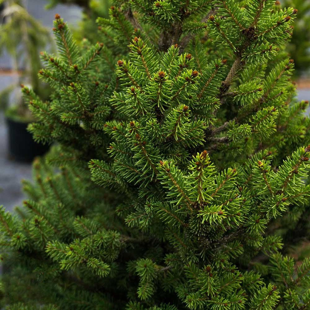 Molid European Wills Zwerg