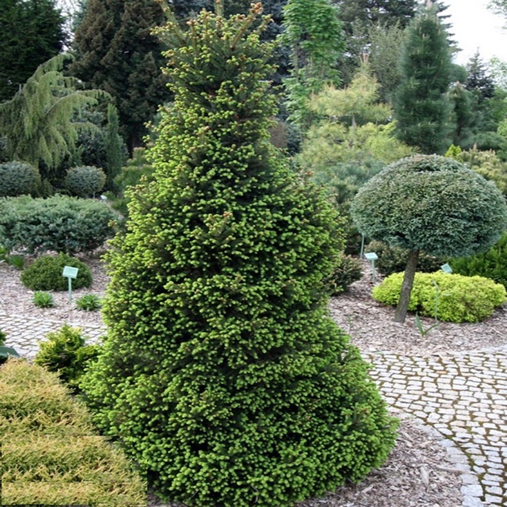 Molid European Wills Zwerg