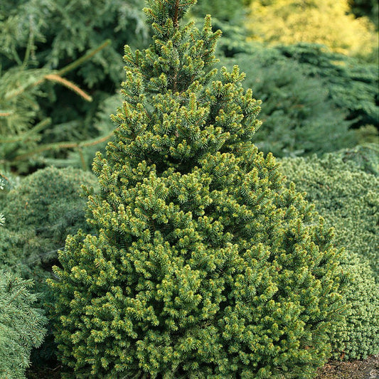 Molid European Wills Zwerg