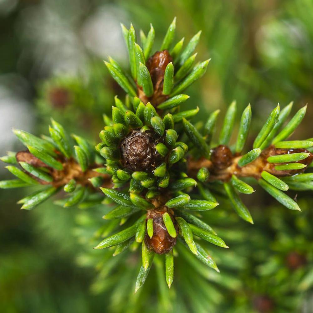 Molid European Wills Zwerg