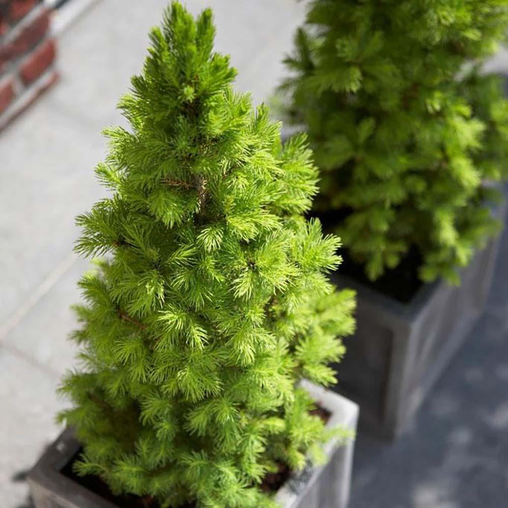 Molid Pitic Conica Perfecta