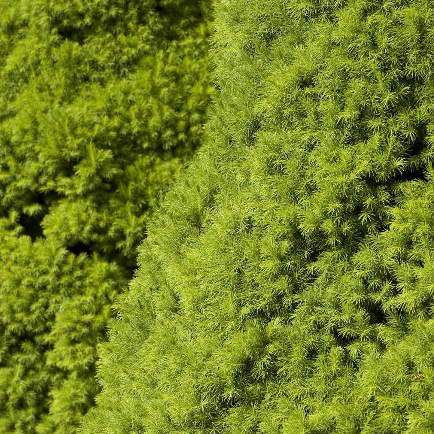 Molid Pitic Conica Perfecta