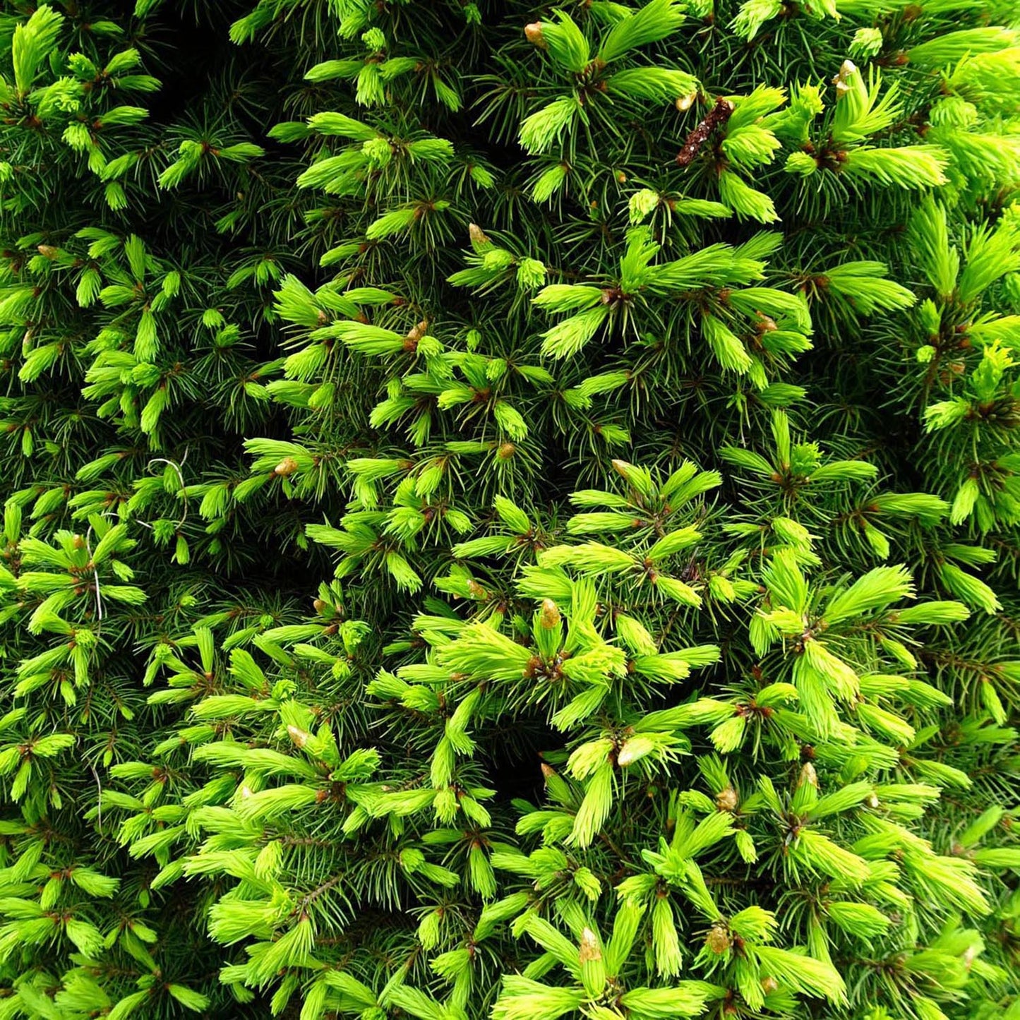 Molid Pitic Rainbow'S End