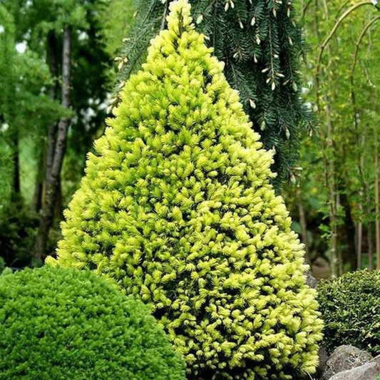 Molid Pitic Rainbow'S End