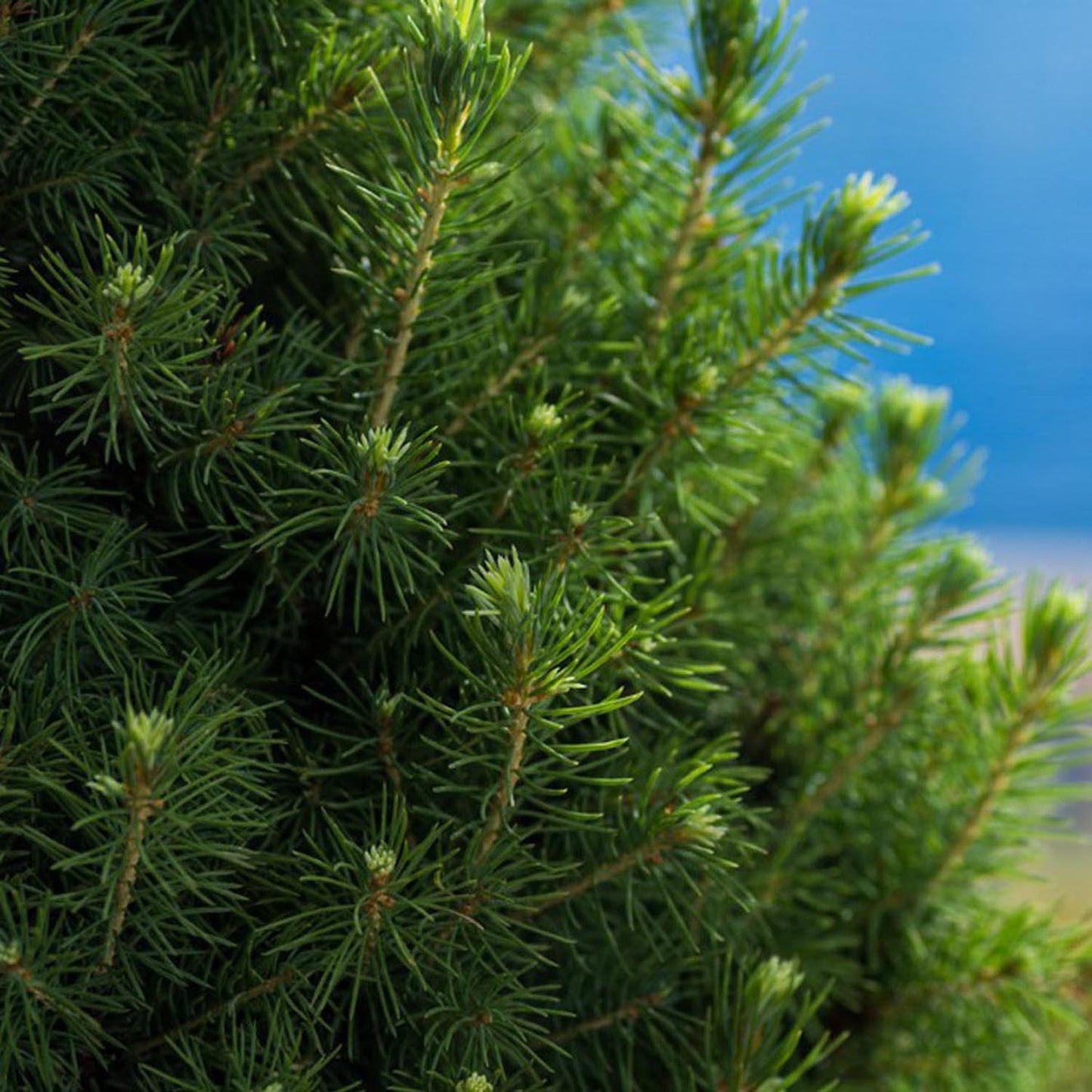 Molid Pitic Sanders Blue