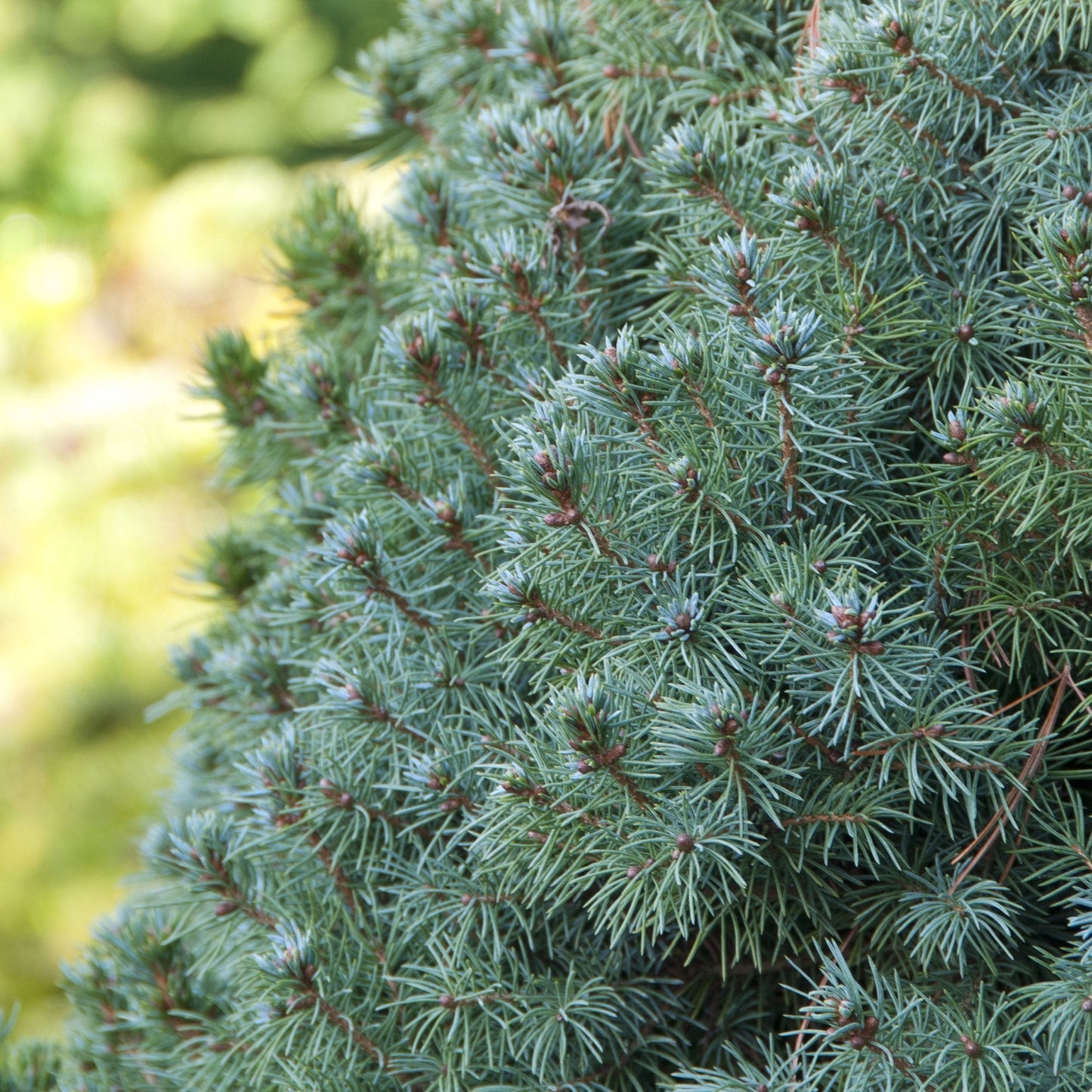 Molid Pitic Sanders Blue