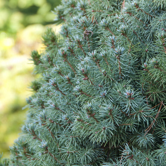 Molid Pitic Sanders Blue