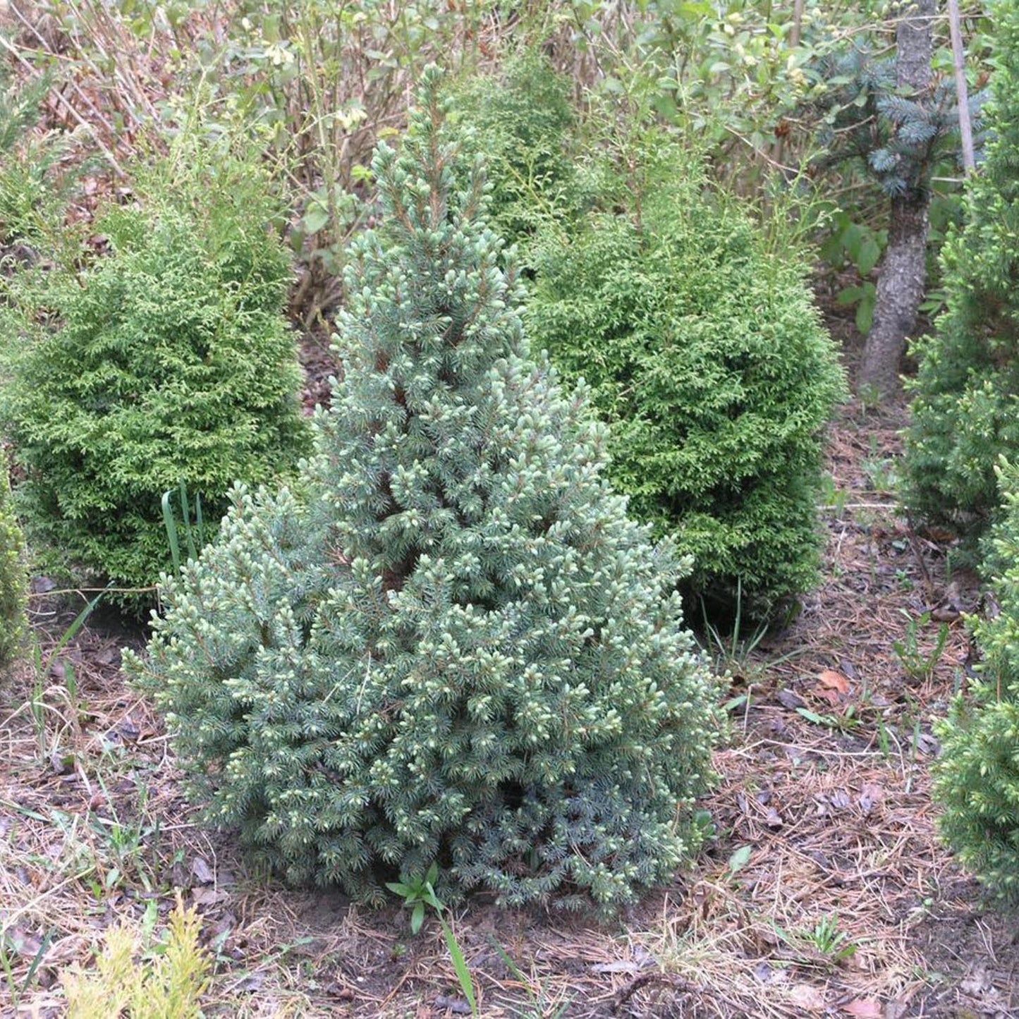 Molid Pitic Sanders Blue