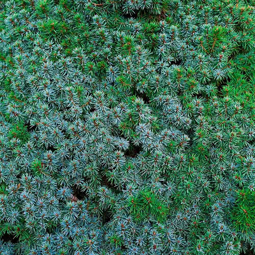 Molid Pitic Sanders Blue