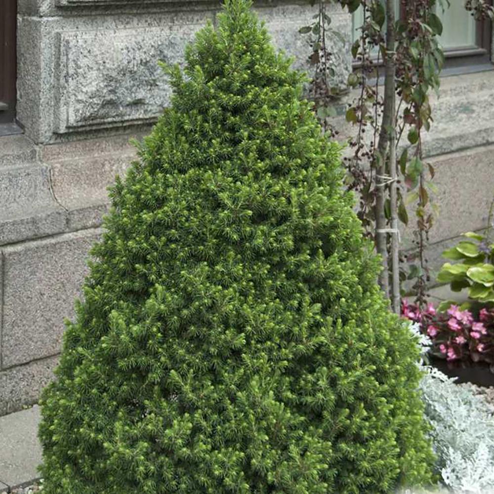 Molid Pitic Zuckerhut