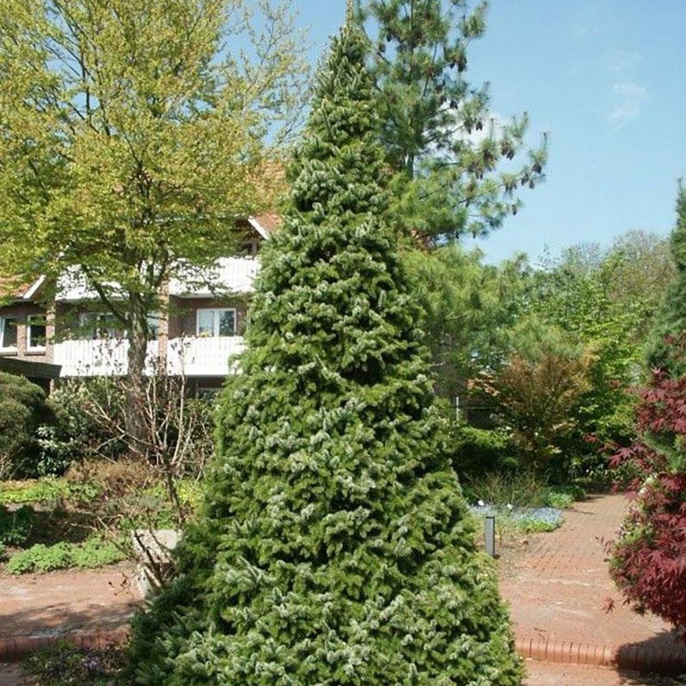 Molid Pitic Zuckerhut