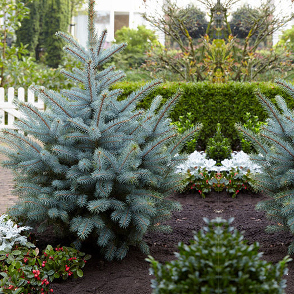 Molid Argintiu albastru Super Blue