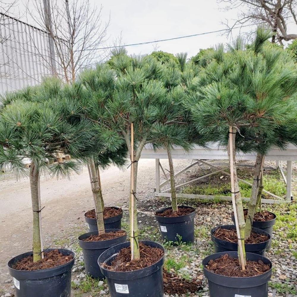 Pin Alb Bergmans Mini