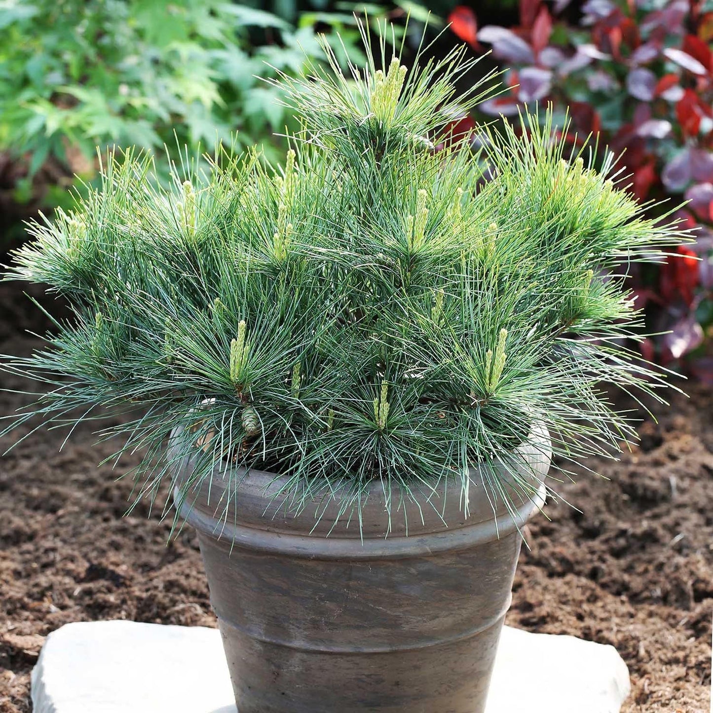 Pin Alb Bergmans Mini