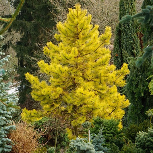 Pin Scotian Aurea (pinus sylvestris), cu ace aurii