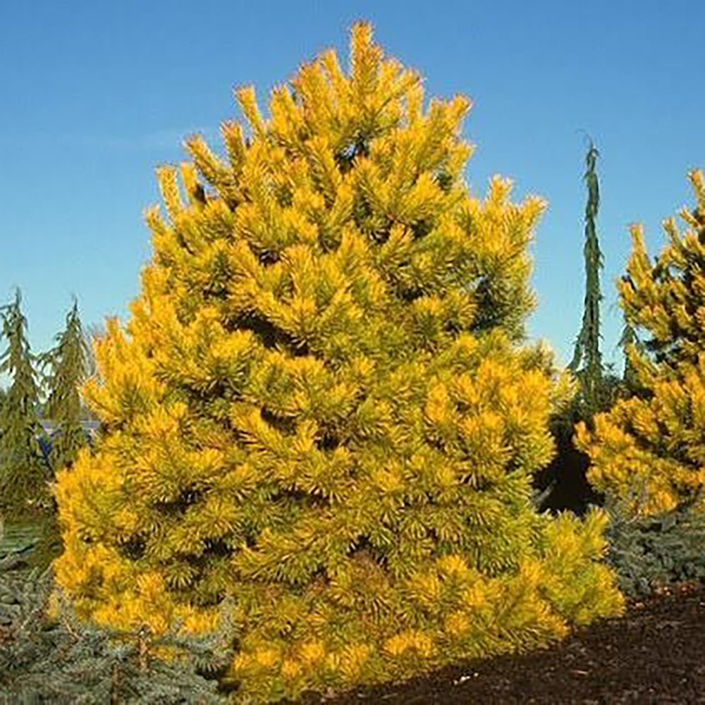 Pin Scotian Aurea (pinus sylvestris), cu ace aurii