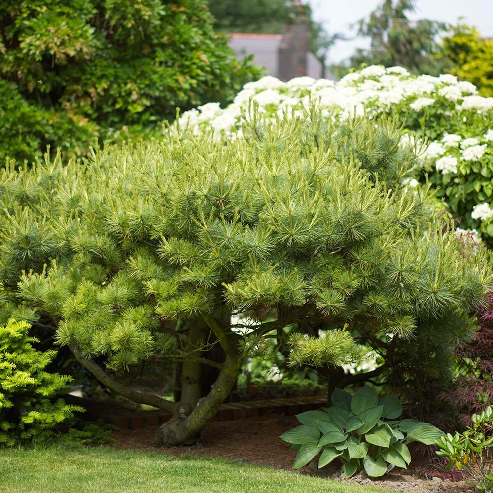 Pin Strobus Blue Shag, cu ace verzi-albastrui