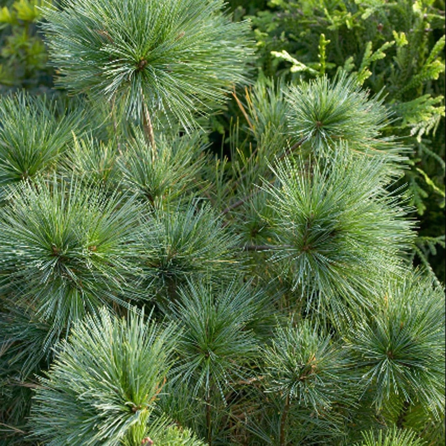 Pin Strobus Blue Shag, cu ace verzi-albastrui