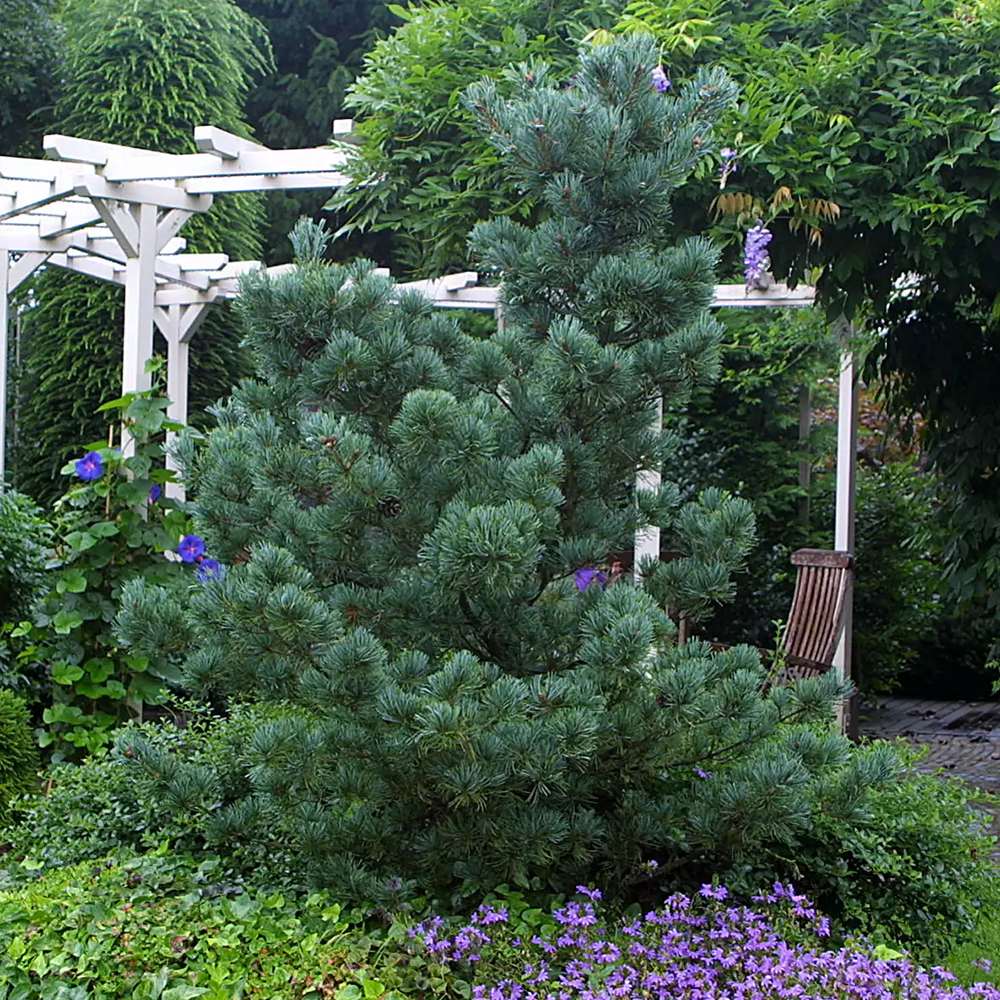 Pin alb japonez Pinus parviflora Negishi, cu ace albastre-verzi