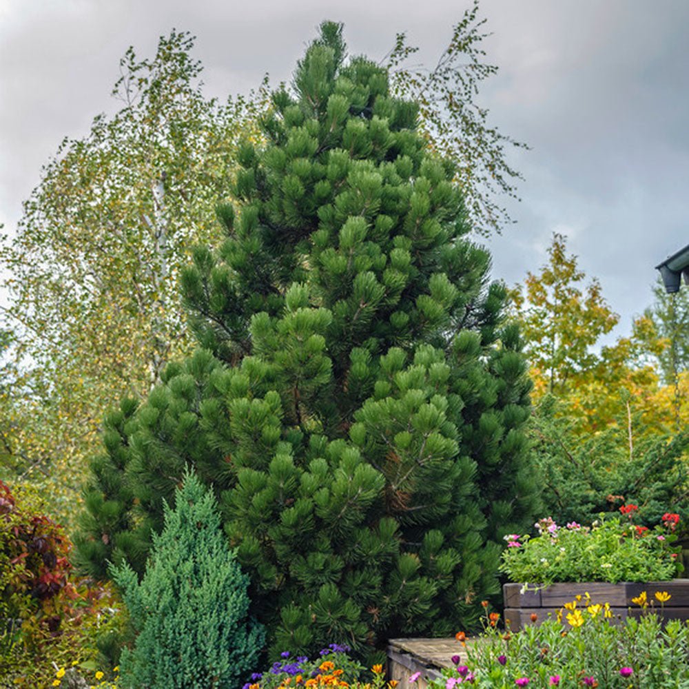 Pin Bosniac Piramidal (Pinus Heldreichii) Compact Gem, cu ace verzi-inchis