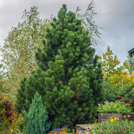 Pin Bosniac Piramidal (Pinus Heldreichii) Compact Gem, cu ace verzi-inchis