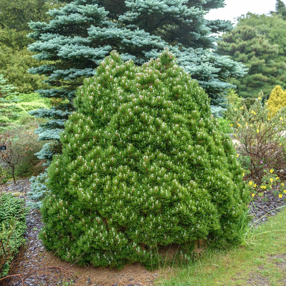 Pin Bosniac Pitic (Pinus heldreichii) Smidtii, cu ace verzi-deschis