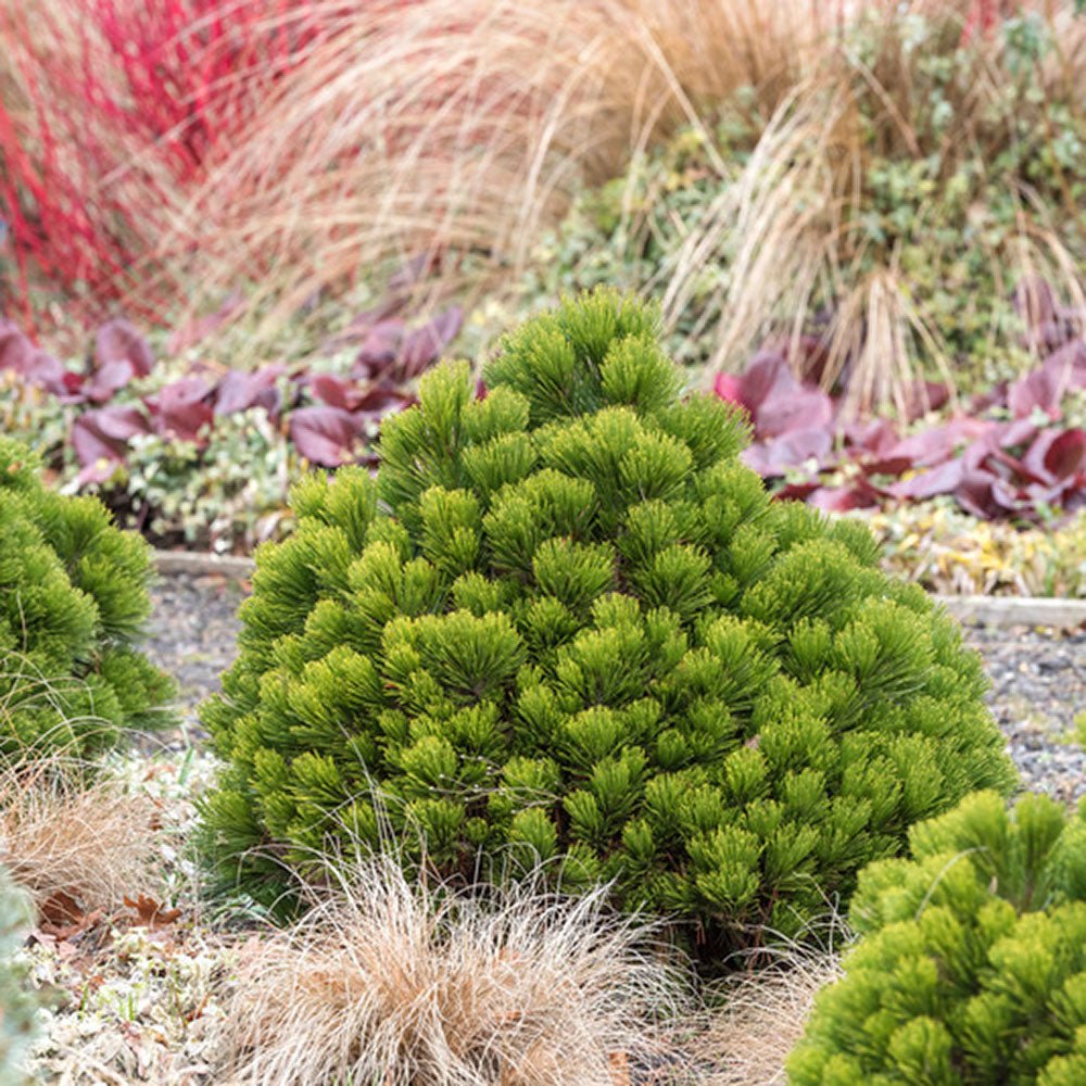 Pin Bosniac Pitic (Pinus heldreichii) Smidtii, cu ace verzi-deschis