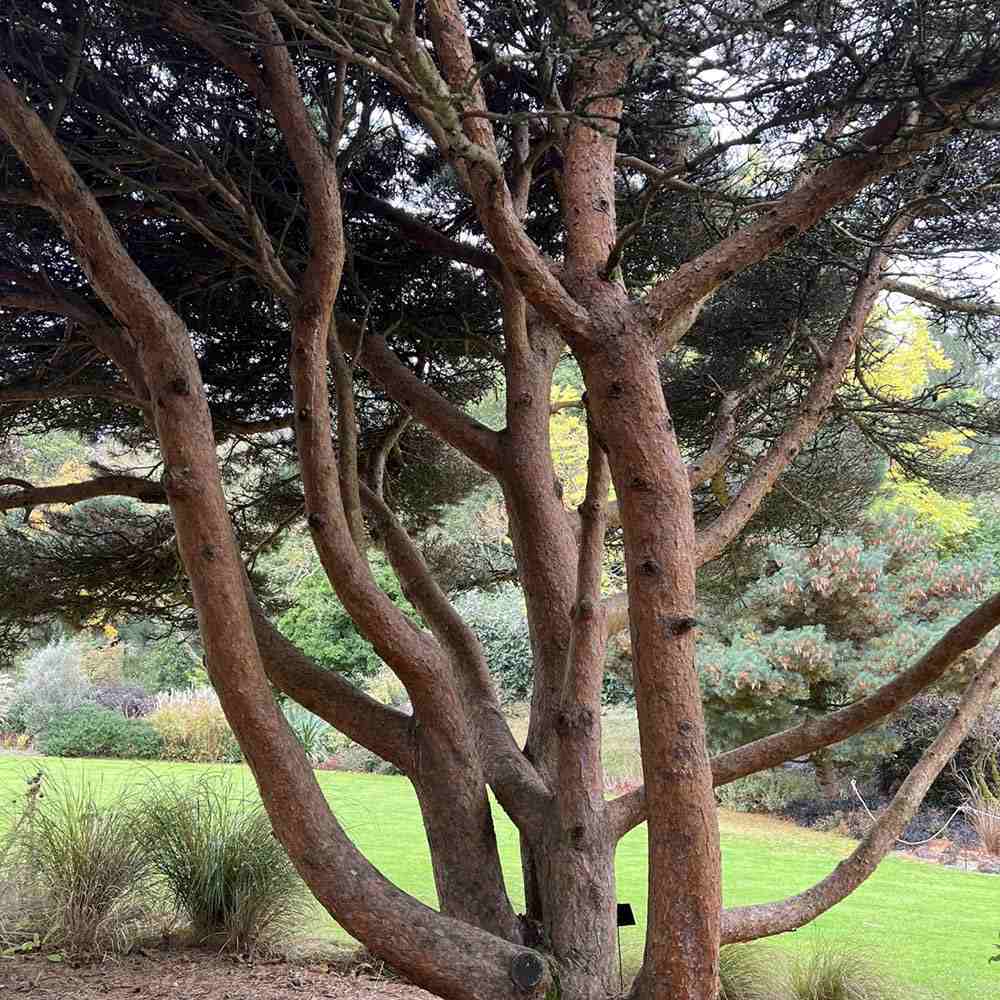 Pin Chantry Blue, cu ace albastre