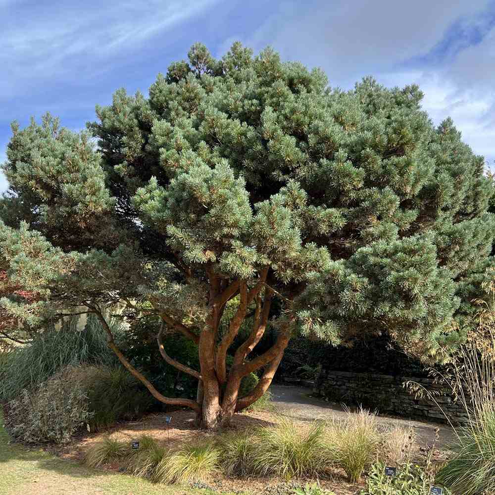 Pin Chantry Blue, cu ace albastre