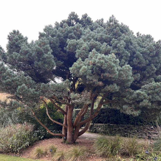 Pin Chantry Blue, cu ace albastre